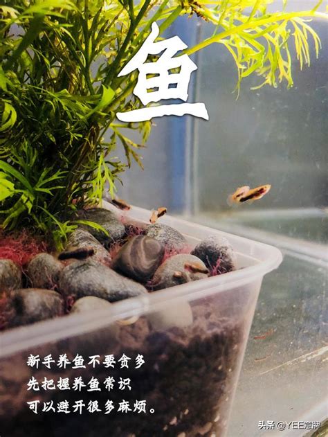 魚缸養幾隻魚|[閒聊] 魚缸到底可以養多少魚